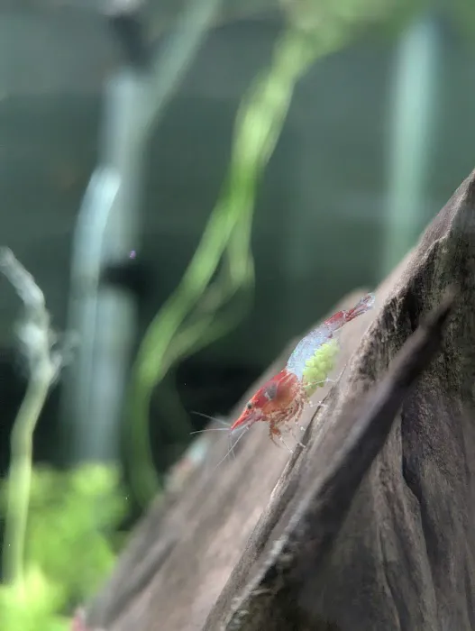 Planted aquariums by Stetson ( BY APPOINTMENT ONLY ) Picture 1