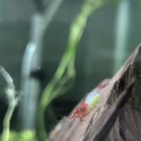 Planted aquariums by Stetson ( BY APPOINTMENT ONLY ) ico