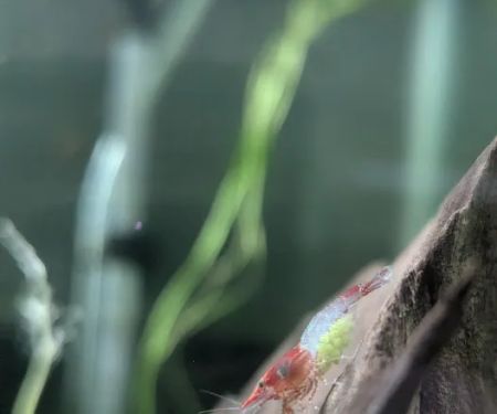Planted aquariums by Stetson ( BY APPOINTMENT ONLY )