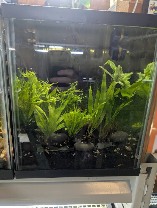 Planted aquariums by Stetson ( BY APPOINTMENT ONLY ) Picture 8