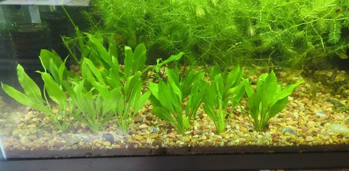 Planted aquariums by Stetson ( BY APPOINTMENT ONLY ) Picture 7