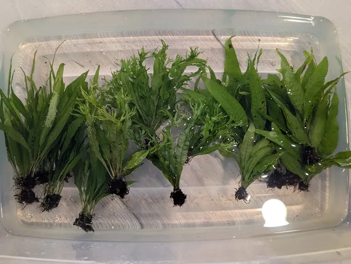 Planted aquariums by Stetson ( BY APPOINTMENT ONLY ) Picture 6