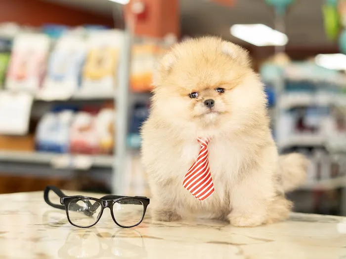 Petland Naples Picture 7