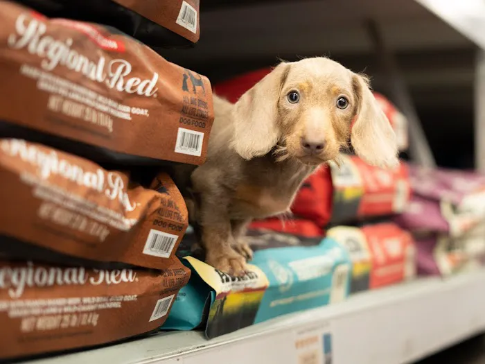 Petland Naples Picture 3