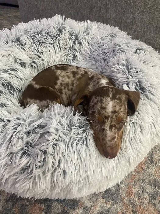 Petland Naples Picture 8