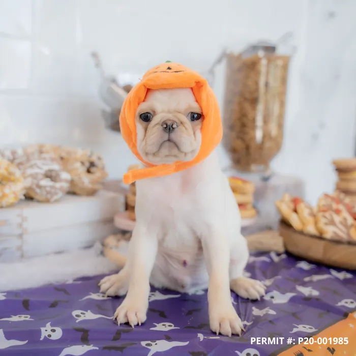 Petland Naples Picture 9