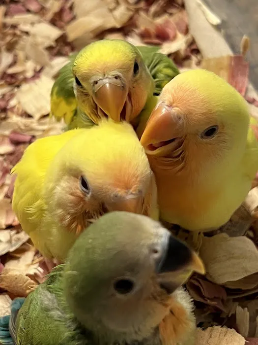 Lovely Feathered Friends Picture 4