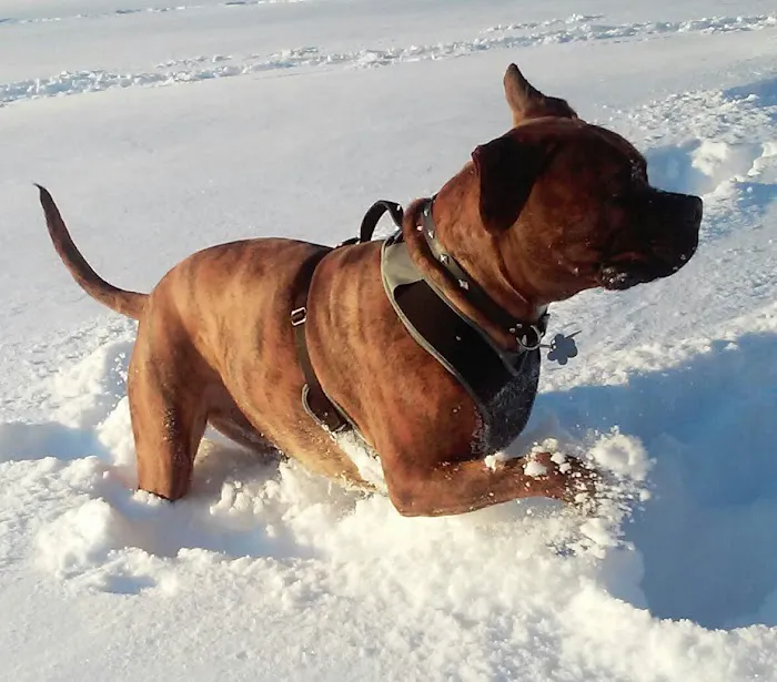 Eastfield Hospital For Animals Picture 1