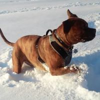 Eastfield Hospital For Animals ico