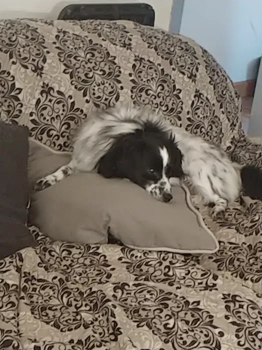 Eastfield Hospital For Animals Picture 9