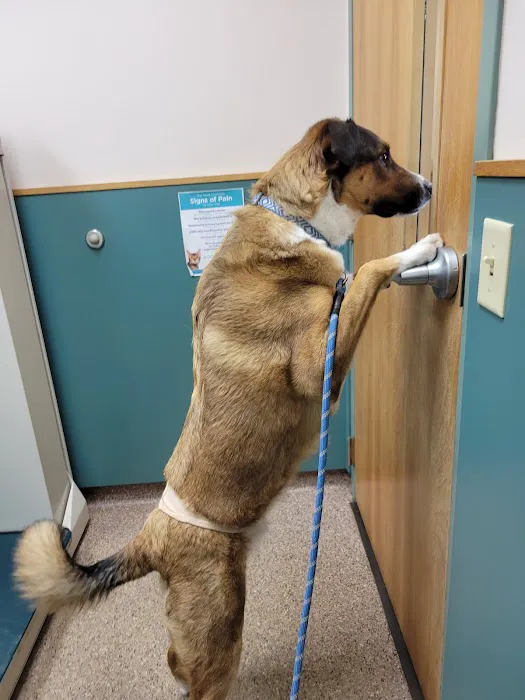 Eastfield Hospital For Animals Picture 8