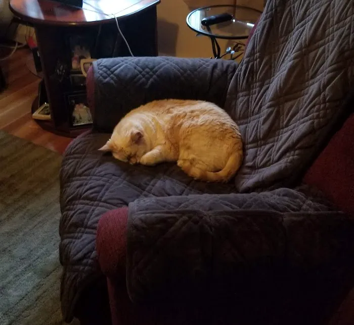 Eastfield Hospital For Animals Picture 3