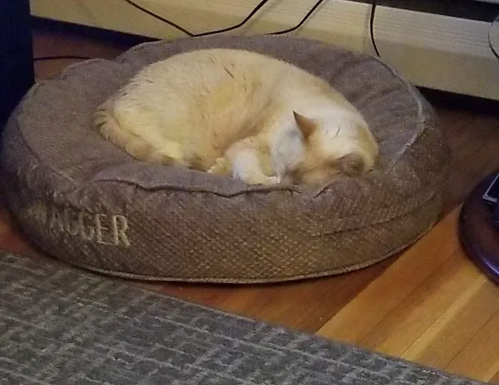 Eastfield Hospital For Animals Picture 6