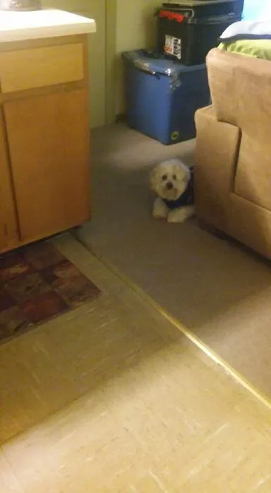 Vetco Vaccination Clinic Picture 1