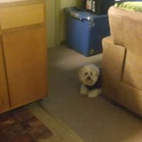 Vetco Vaccination Clinic ico