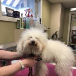 East Longmeadow Animal Hospital