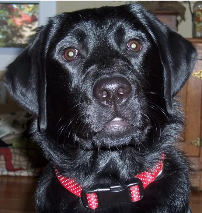 East Longmeadow Animal Hospital Picture 7