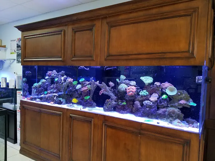 Saltwater Solutions Aquariums Inc Picture 3