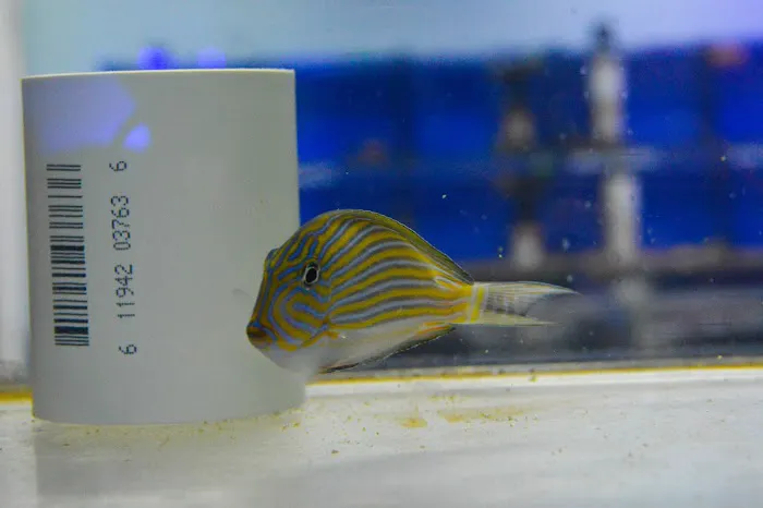 Saltwater Solutions Aquariums Inc Picture 8