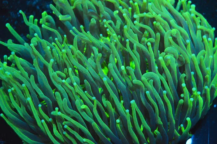 Saltwater Solutions Aquariums Inc Picture 6