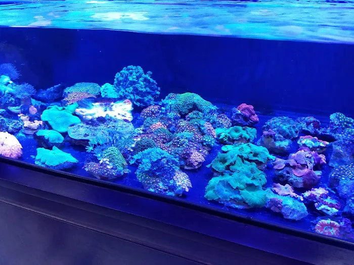 Saltwater Solutions Aquariums Inc Picture 5