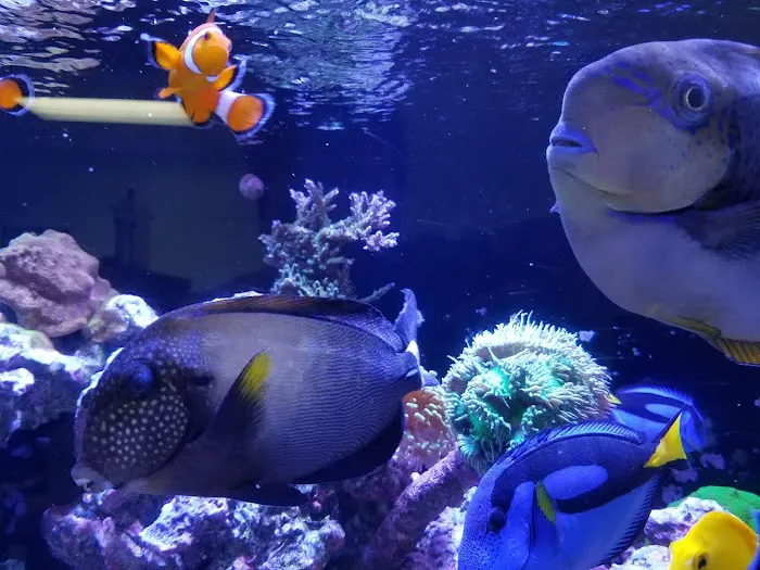 Saltwater Solutions Aquariums Inc Picture 1