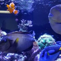 Saltwater Solutions Aquariums Inc ico