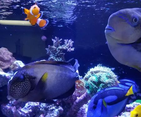 Saltwater Solutions Aquariums Inc