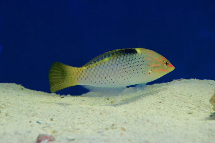 Saltwater Solutions Aquariums Inc Picture 10