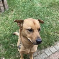 Spruce Hill Veterinary Clinic ico