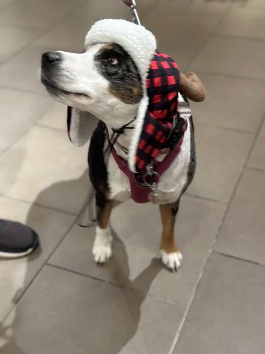 Healthy Pooch Boutique and Bakery Picture 8