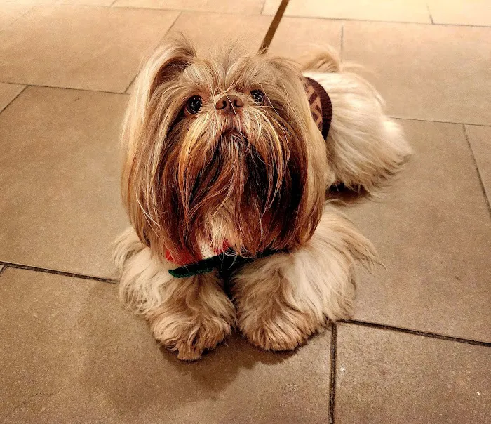 Healthy Pooch Boutique and Bakery Picture 9