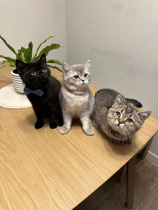 Charming Cats Club Picture 1