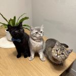 Charming Cats Club