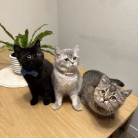 Charming Cats Club ico