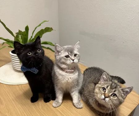 Charming Cats Club