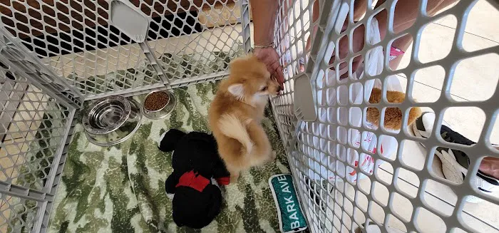 Lil Rascals Puppies Picture 4