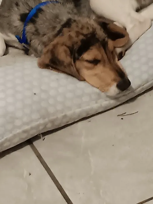 Lil Rascals Puppies Picture 10