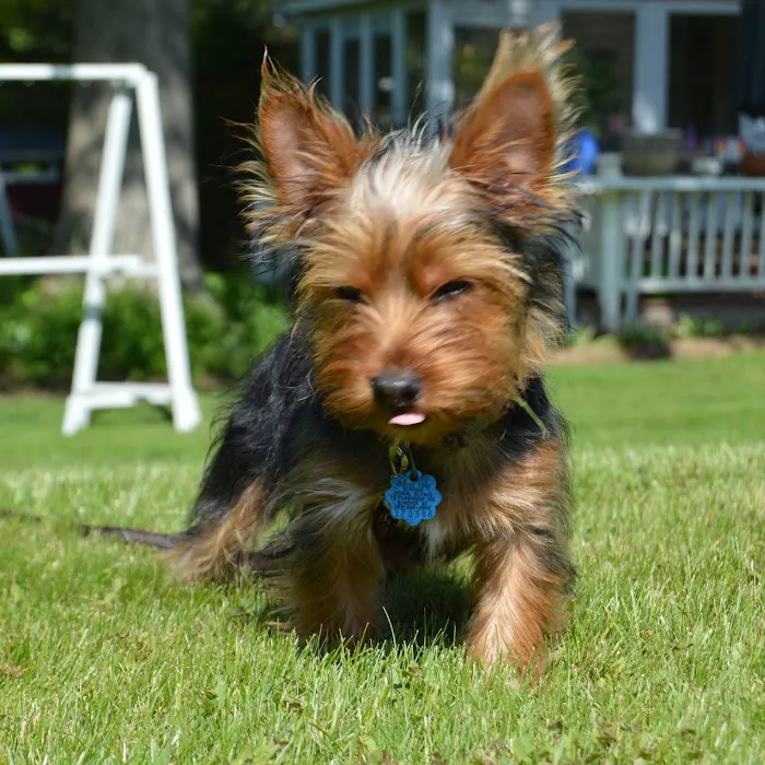 Windsor Animal Clinic Picture 3