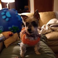 Windsor Animal Clinic ico