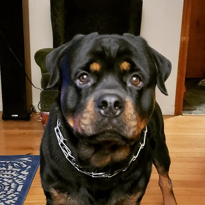 Windsor Animal Clinic Picture 7