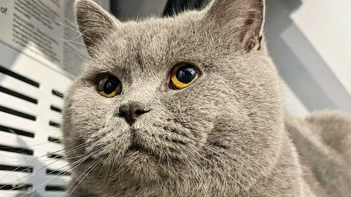 Zaras Scottish Fold & British Cattery Exotic Cats Picture 3