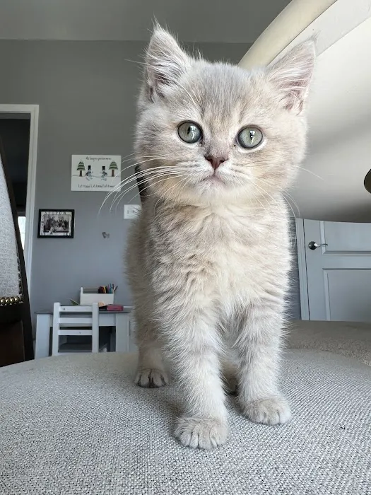 Zaras Scottish Fold & British Cattery Exotic Cats Picture 2