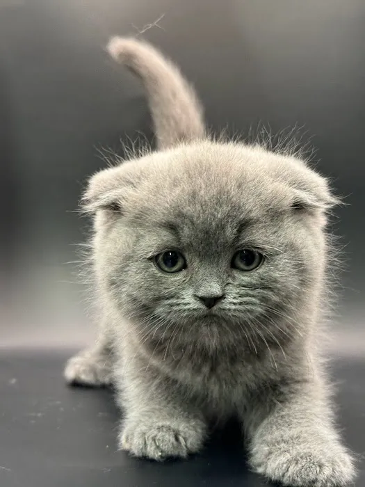 Zaras Scottish Fold & British Cattery Exotic Cats Picture 1