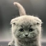 Zaras Scottish Fold & British Cattery Exotic Cats