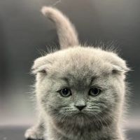 Zaras Scottish Fold & British Cattery Exotic Cats ico