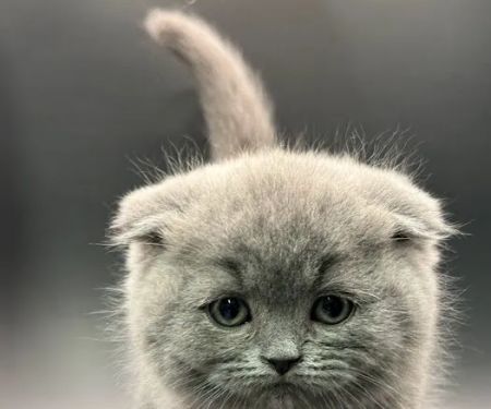 Zaras Scottish Fold & British Cattery Exotic Cats