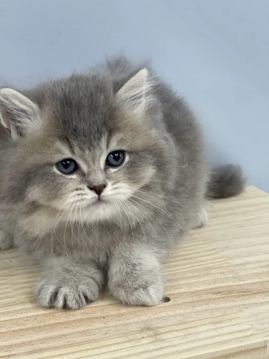 Zaras Scottish Fold & British Cattery Exotic Cats Picture 8