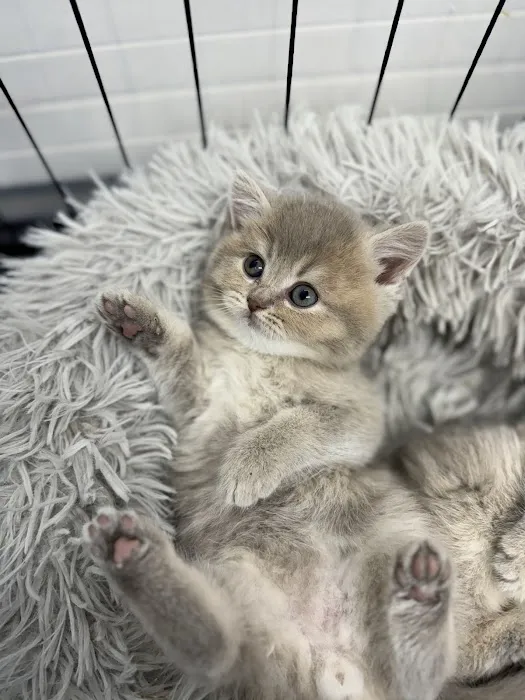 Zaras Scottish Fold & British Cattery Exotic Cats Picture 5