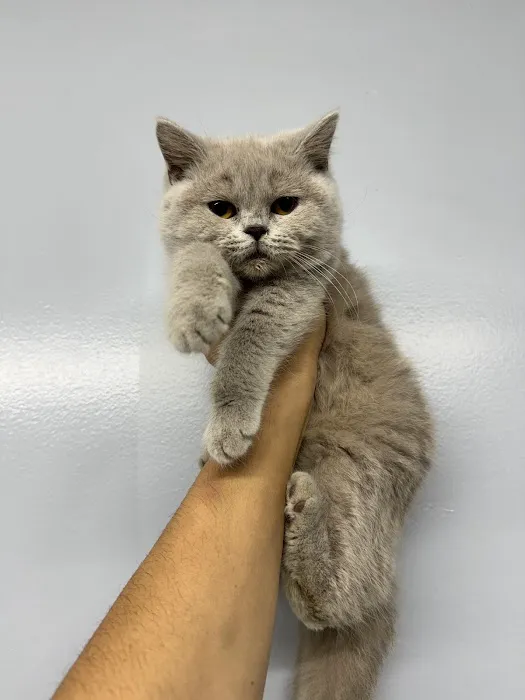 Zaras Scottish Fold & British Cattery Exotic Cats Picture 6